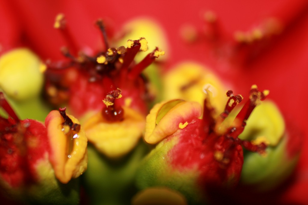 Foto-Kiefer Saarbrücken