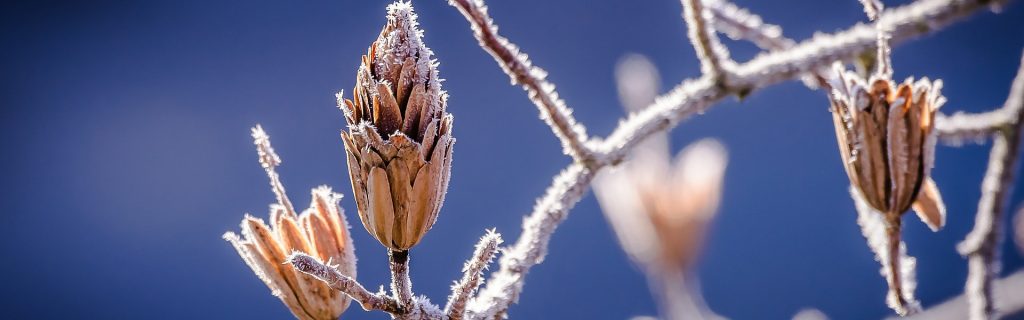 Foto-Kiefer Saarbrücken